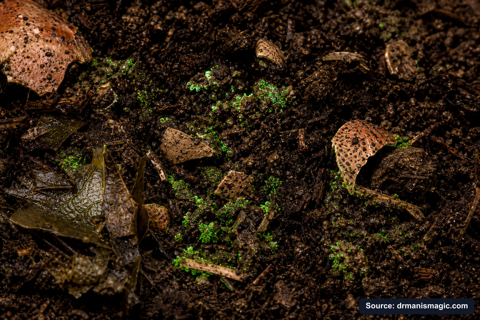 Organic fertilizer feeding soil microbes around plant roots