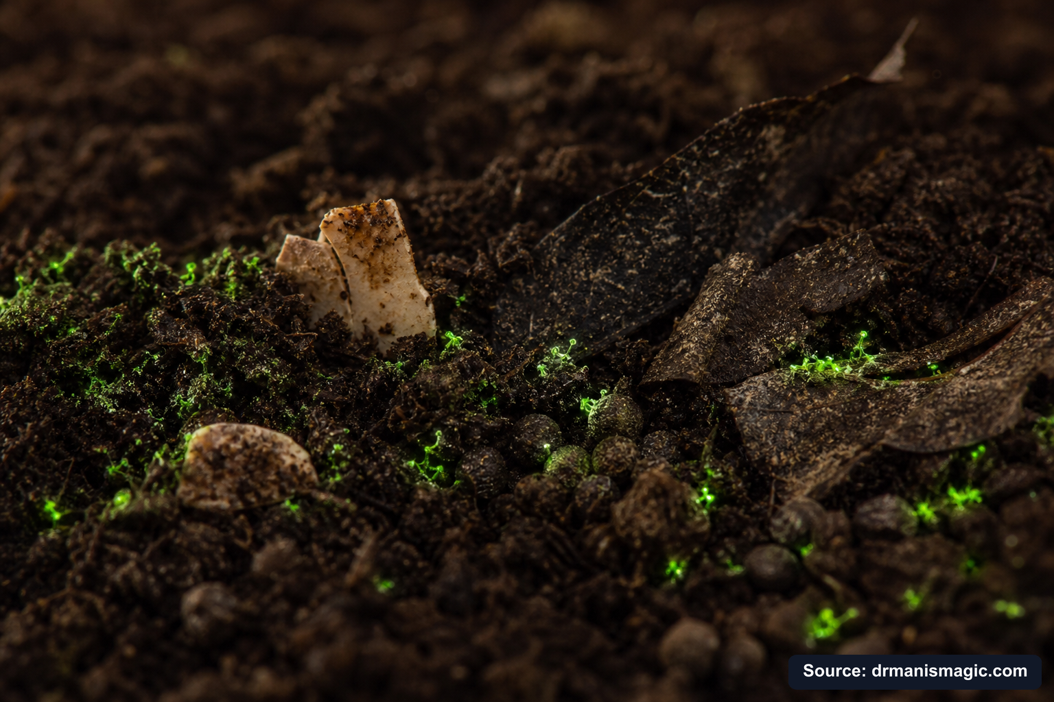 Organic fertilizer feeding soil microbes around plant roots