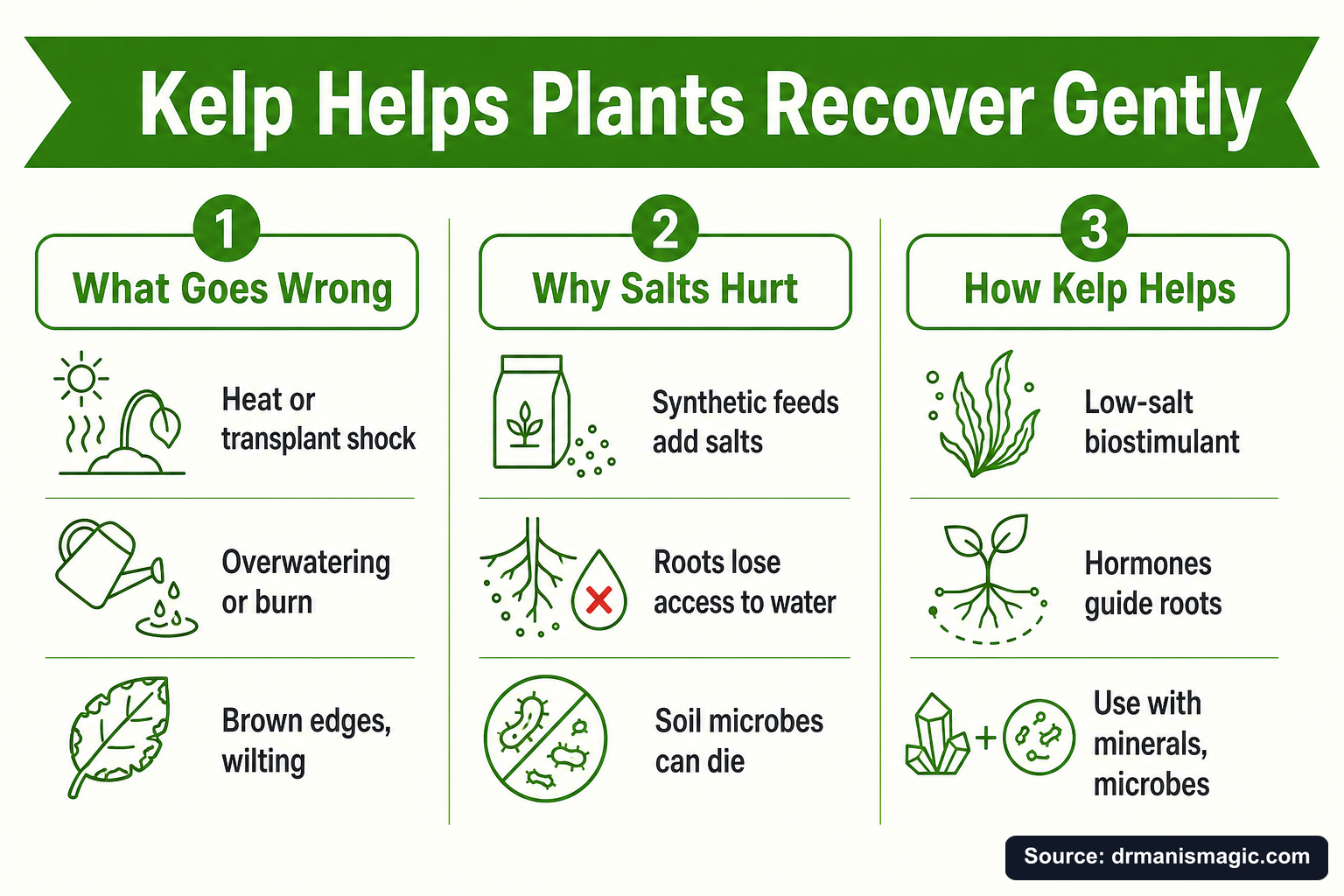 Kelp Helps Plants Recover Gently infographic