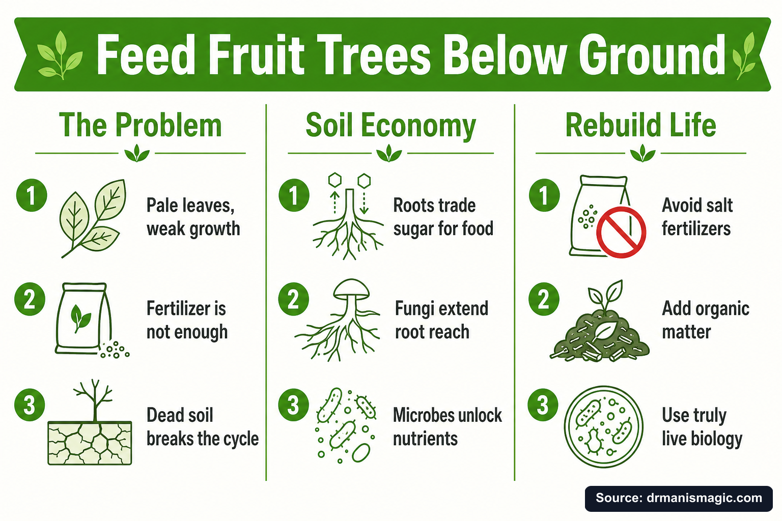 Feed Fruit Trees Below Ground infographic