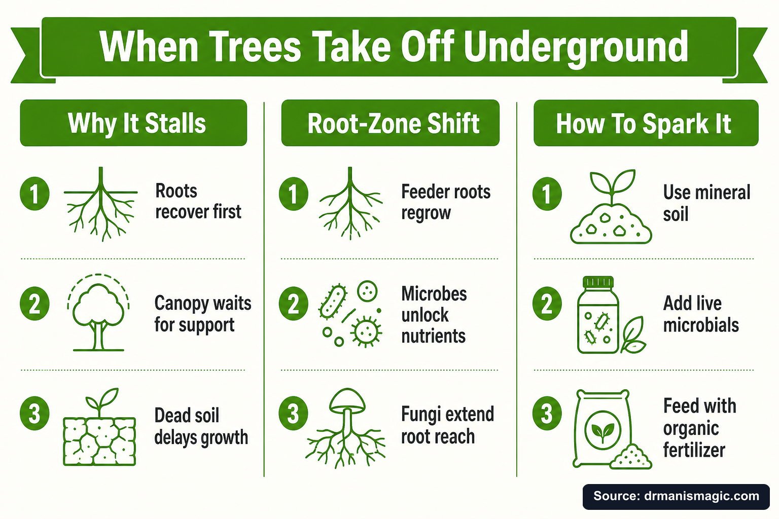 When Trees Take Off Underground infographic
