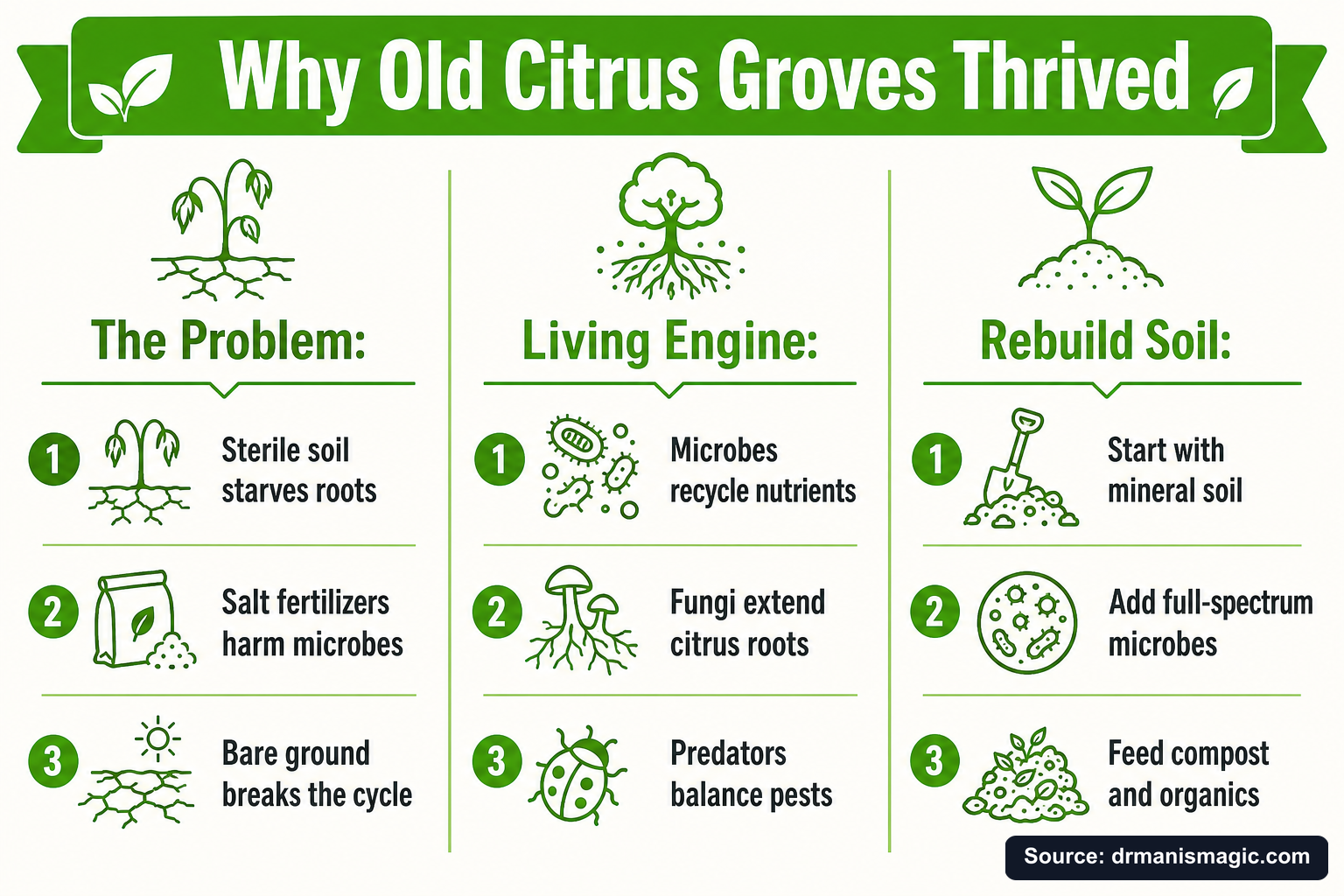 Why Old Citrus Groves Thrived infographic