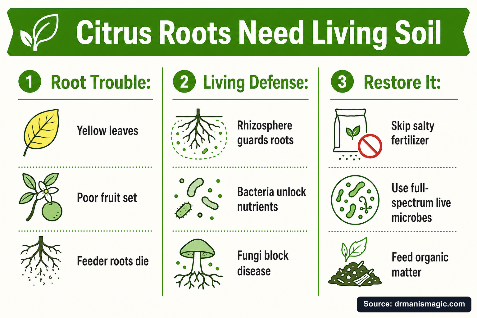 Citrus Roots Need Living Soil infographic