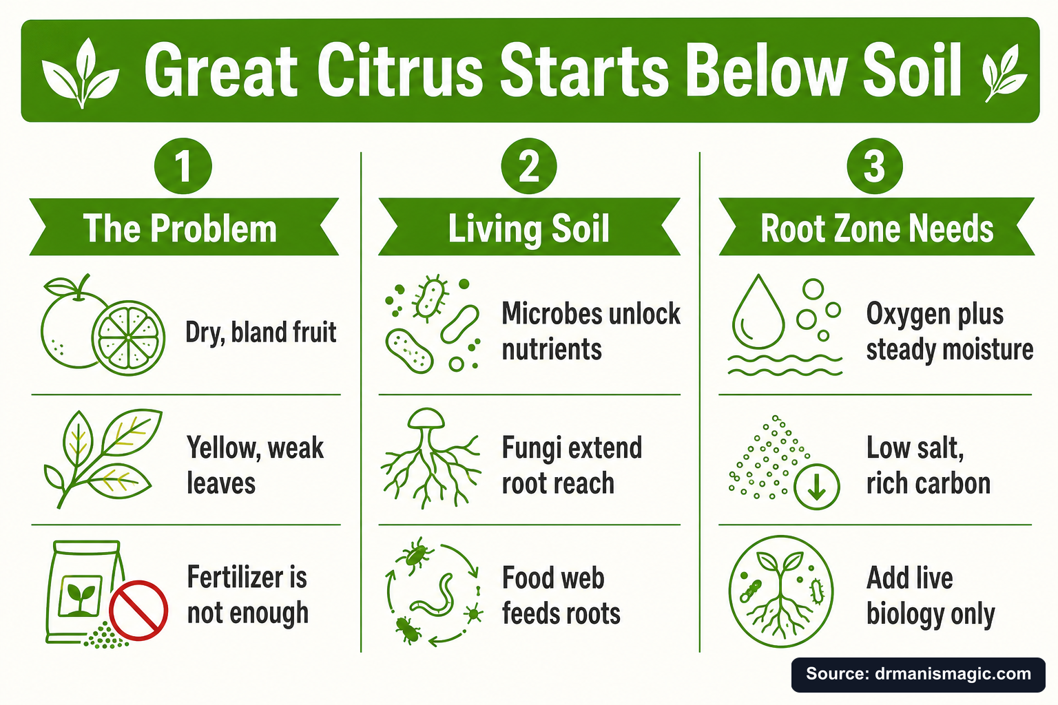 Great Citrus Starts Below Soil infographic