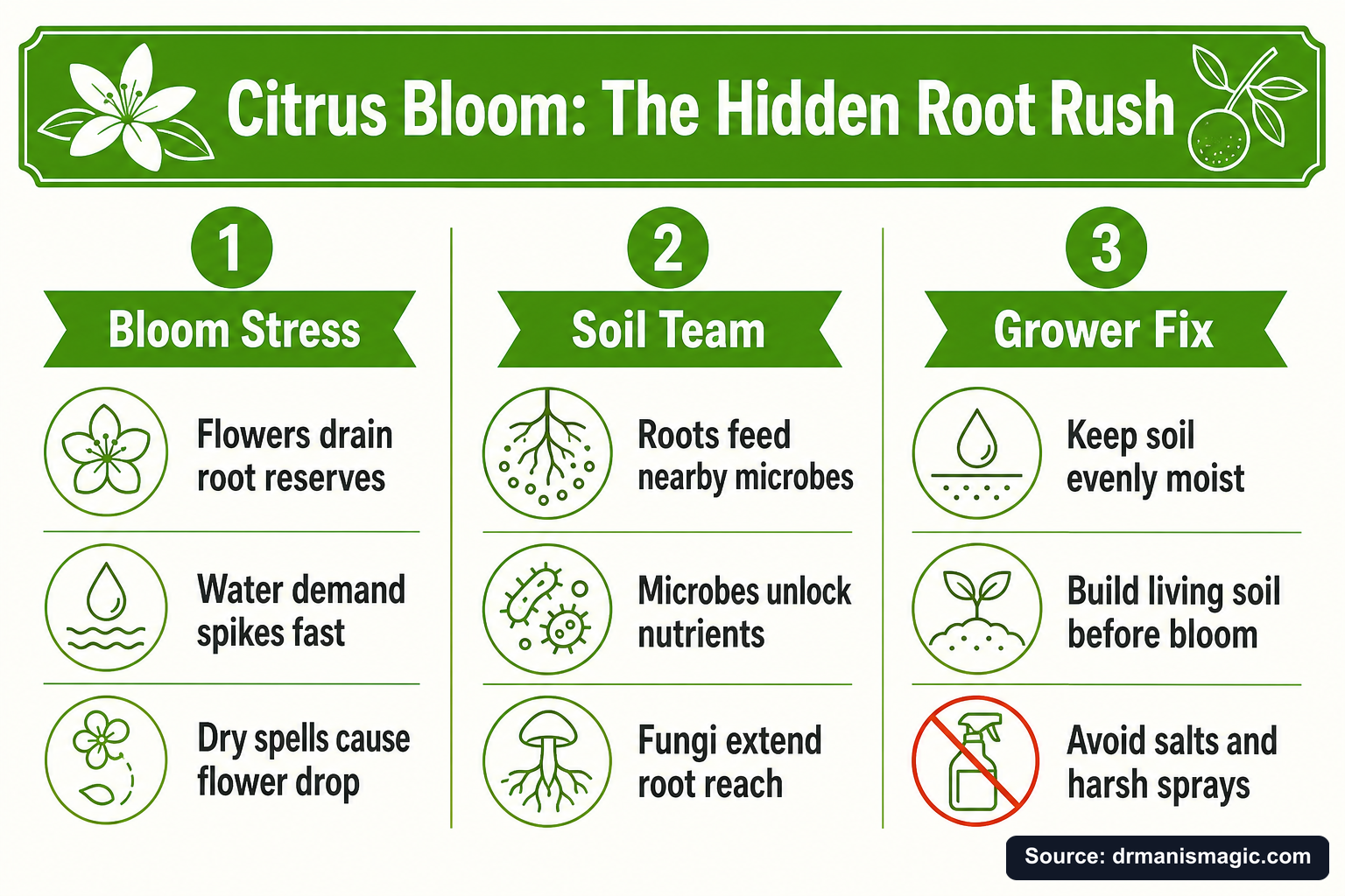 Citrus Bloom: The Hidden Root Rush infographic