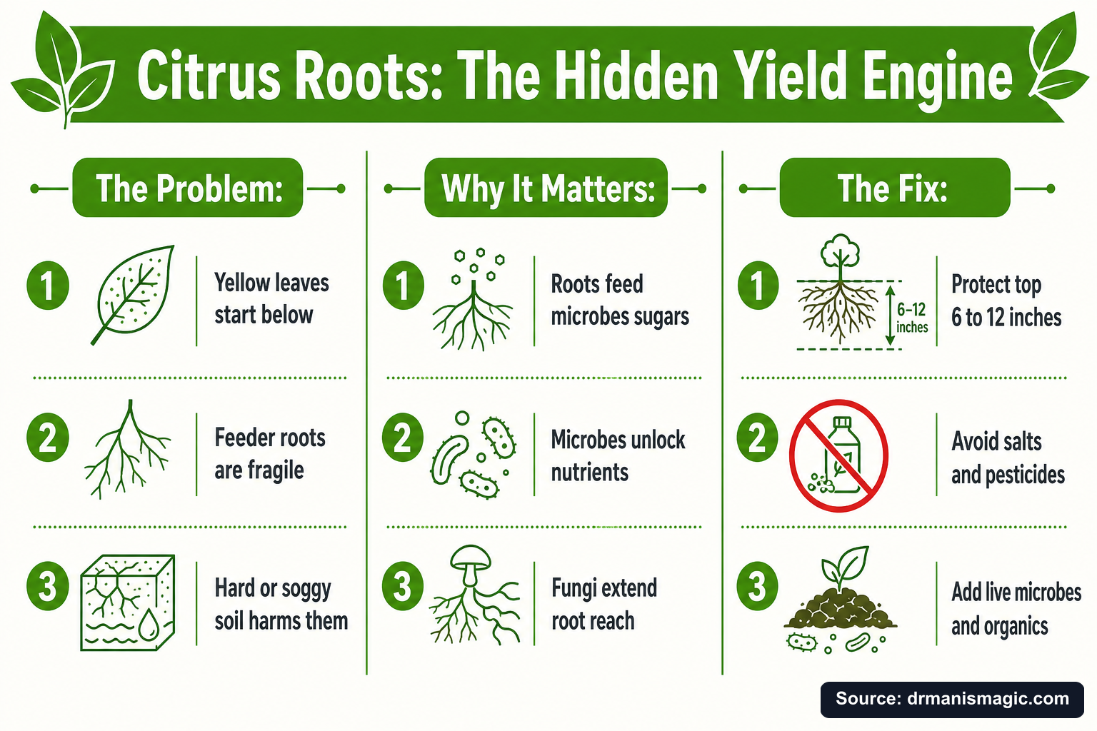 Citrus Roots: The Hidden Yield Engine infographic