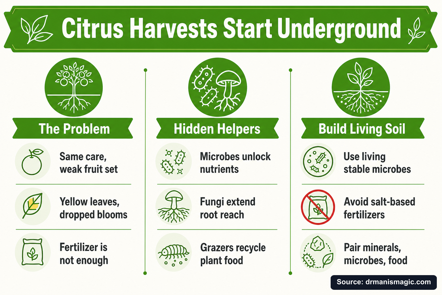 Citrus Harvests Start Underground infographic