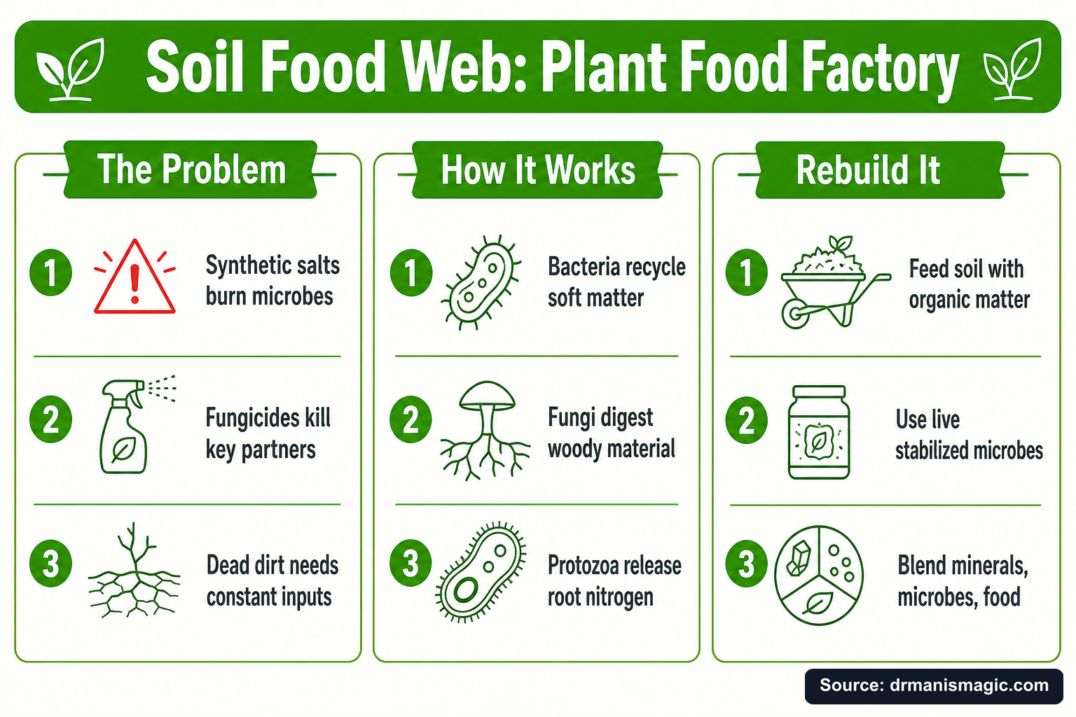 Soil Food Web: Plant Food Factory infographic