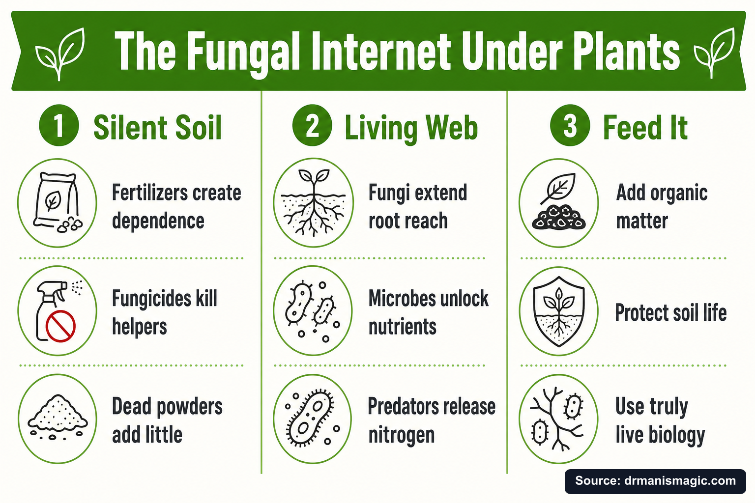 The Fungal Internet Under Plants infographic