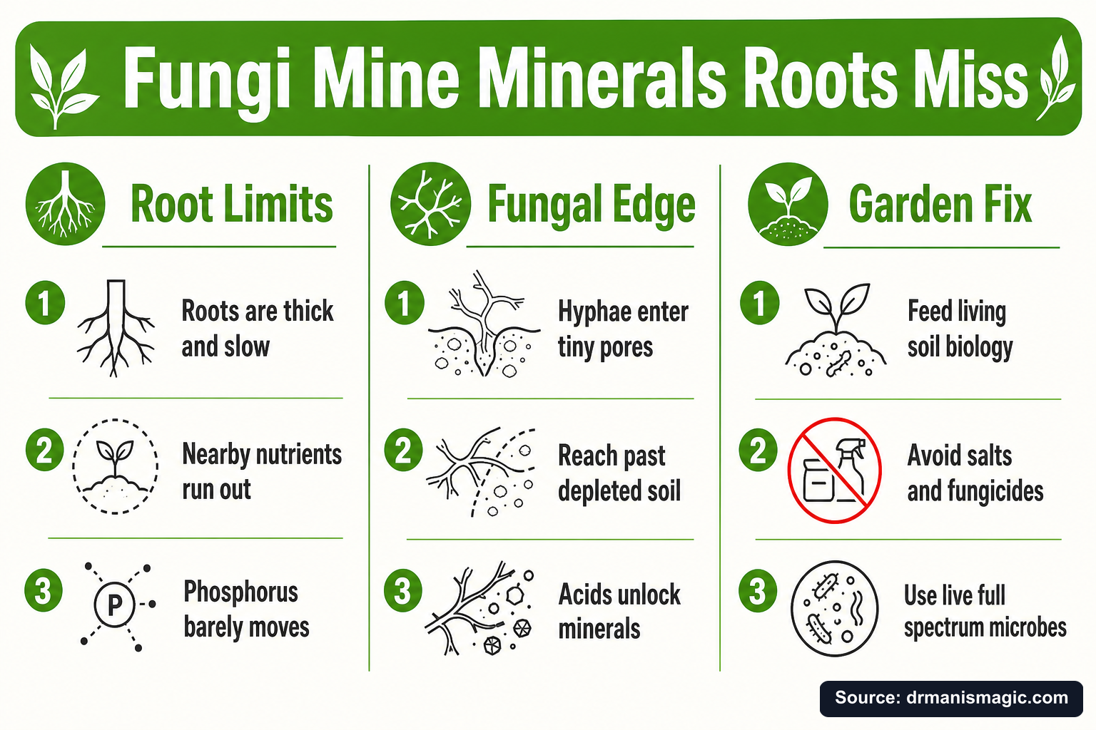 Fungi Mine Minerals Roots Miss infographic