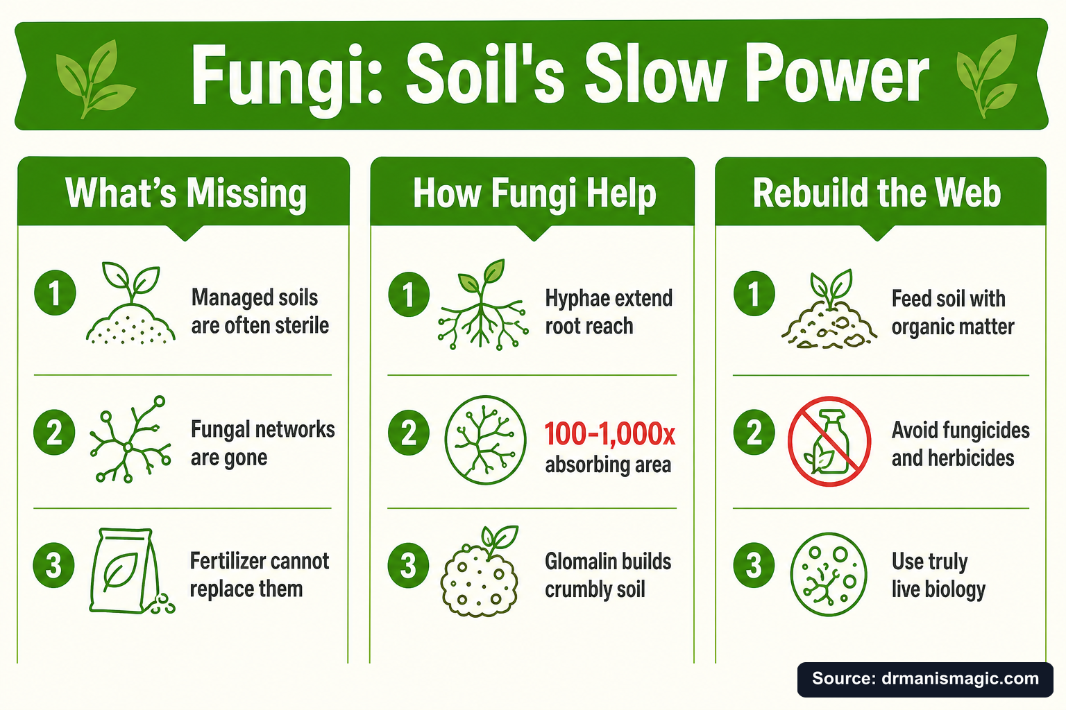 Fungi: Soil's Slow Power infographic