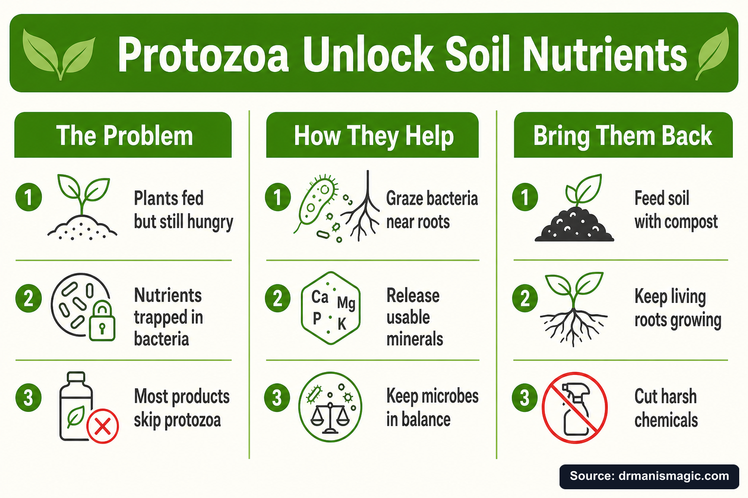 Protozoa Unlock Soil Nutrients infographic