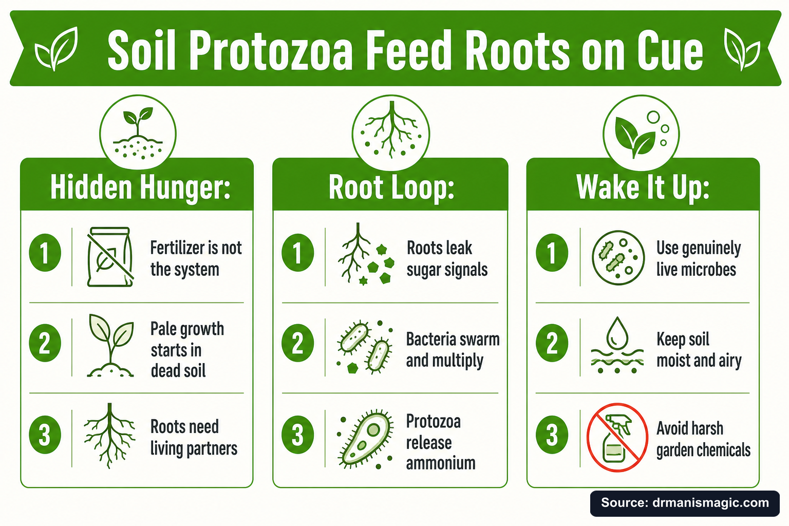 Soil Protozoa Feed Roots on Cue infographic