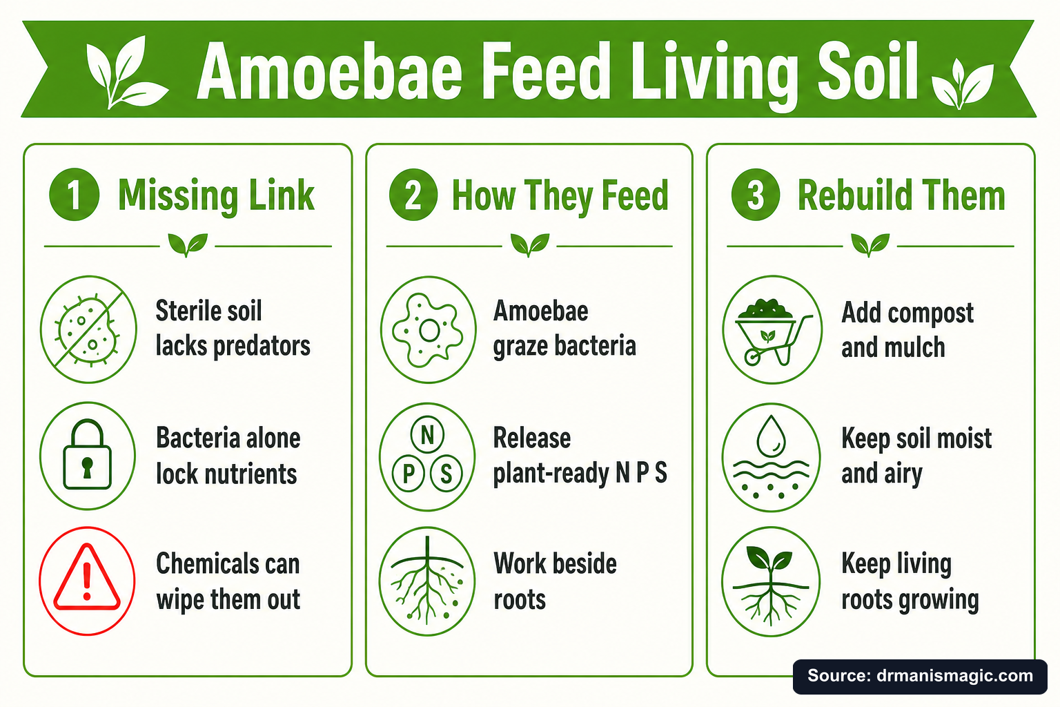 Amoebae Feed Living Soil infographic