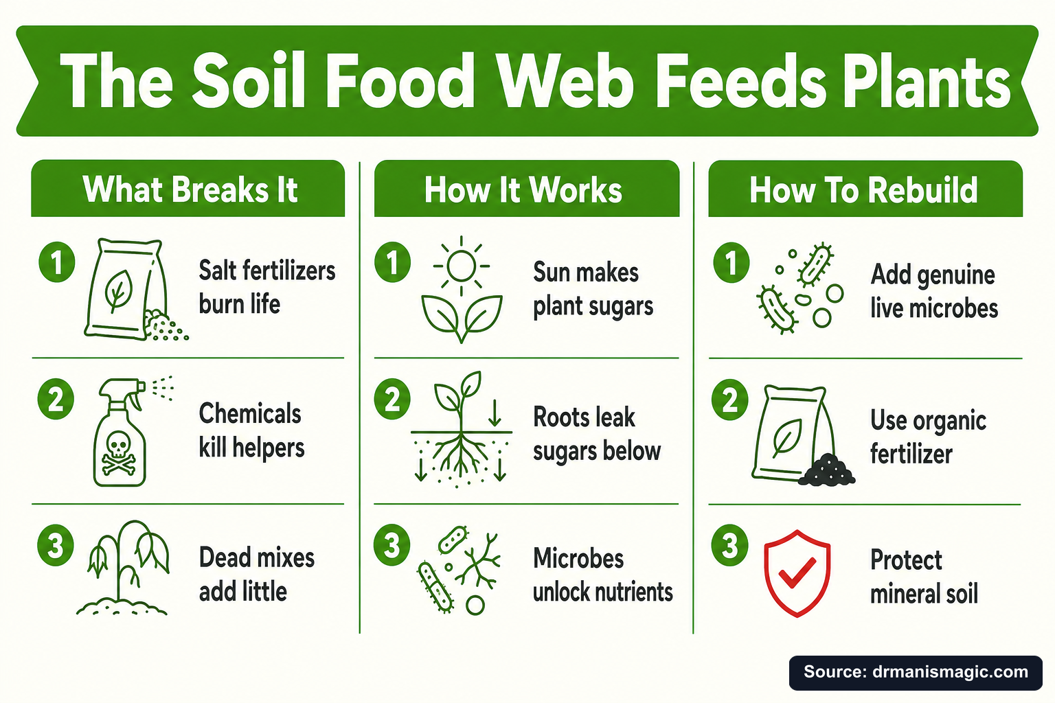 The Soil Food Web Feeds Plants infographic